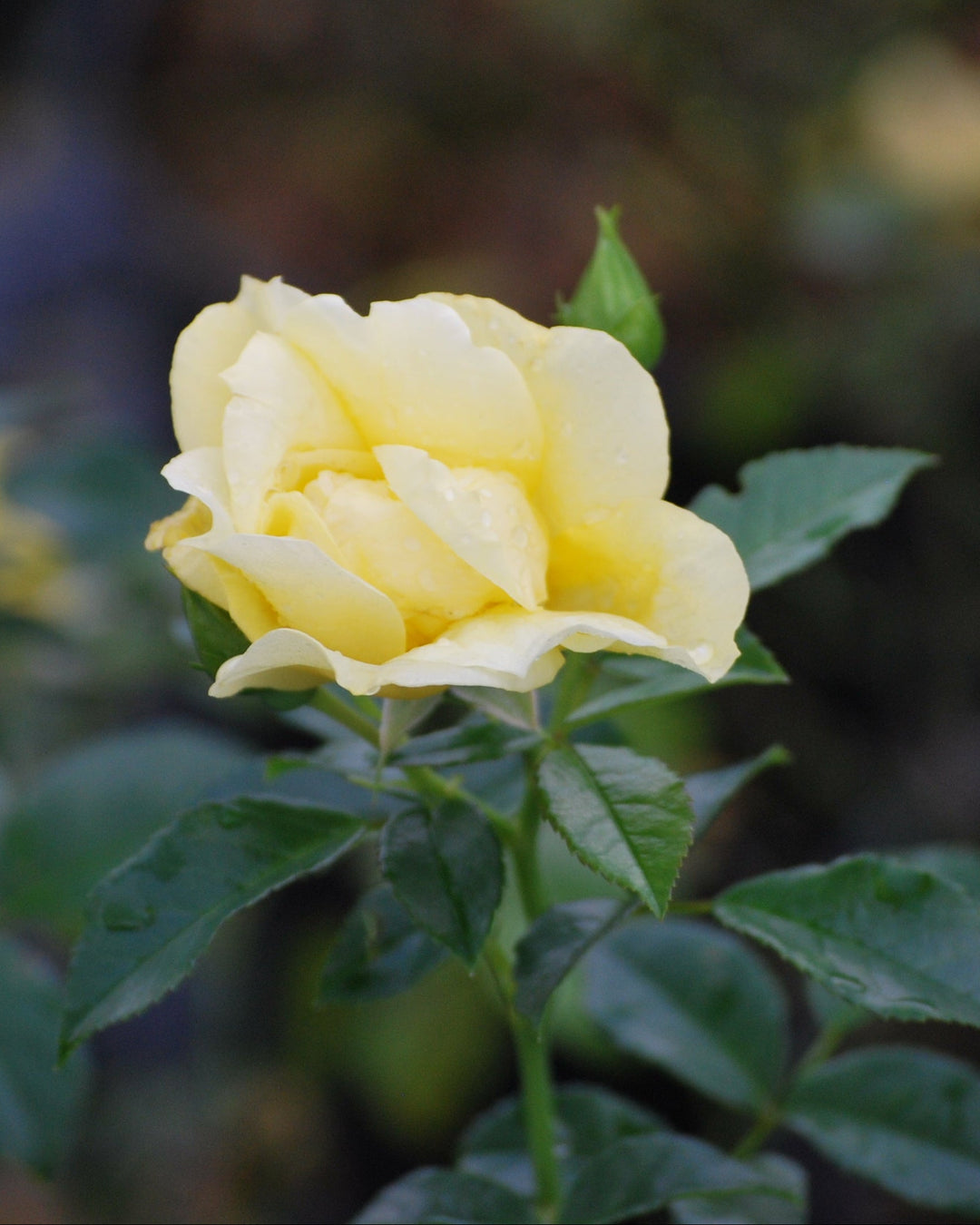 Rosa Flower Carpet® Yellow (Groundcover Rose)