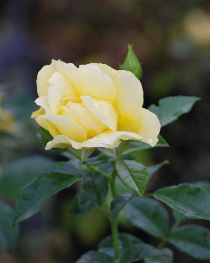 Rosa Flower Carpet® Yellow (Groundcover Rose)