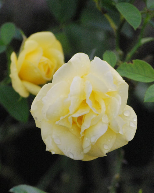 Rosa Flower Carpet® Yellow (Groundcover Rose)