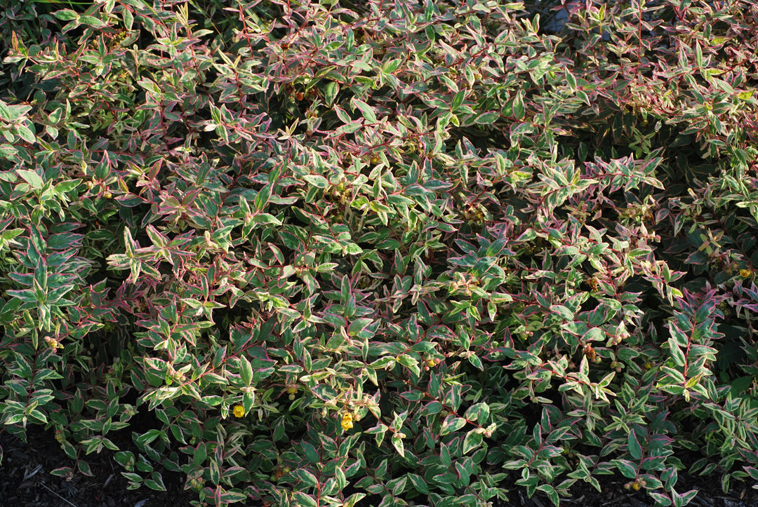 Hypericum moserianum 'Tricolor' (St. John's Wort)