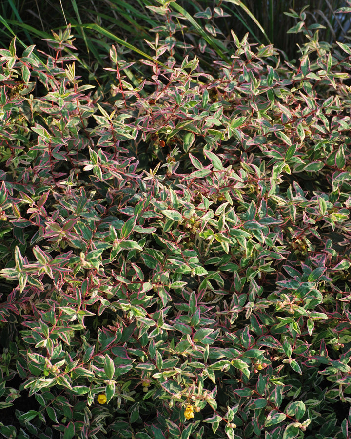 Hypericum moserianum 'Tricolor' (St. John's Wort)