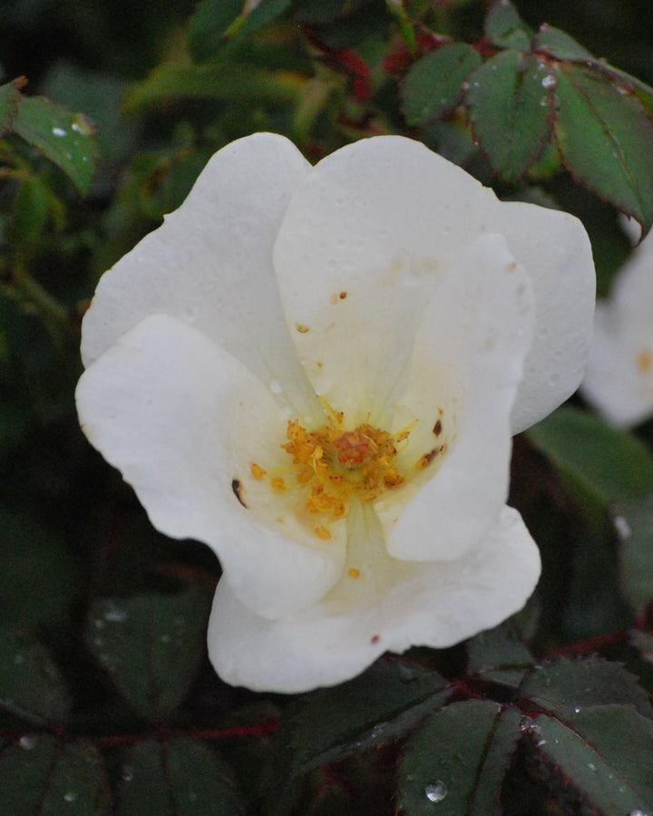 Rosa White Knock Out®