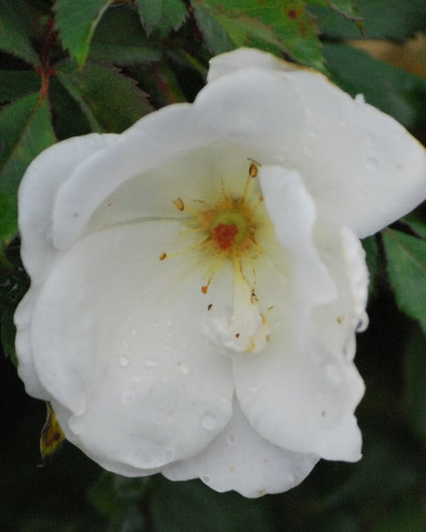 Rosa White Knock Out®