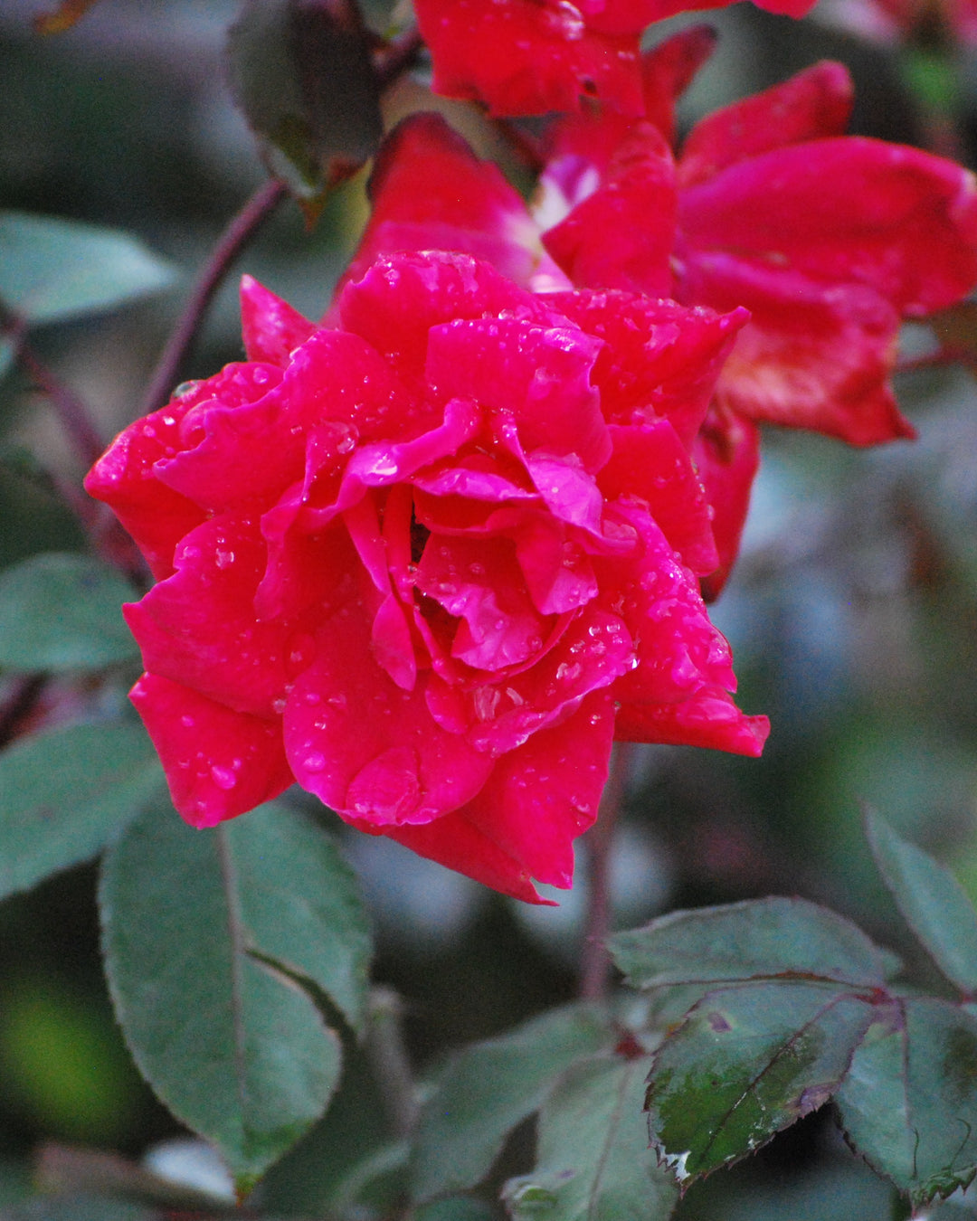 Rosa Red Double Knock Out®