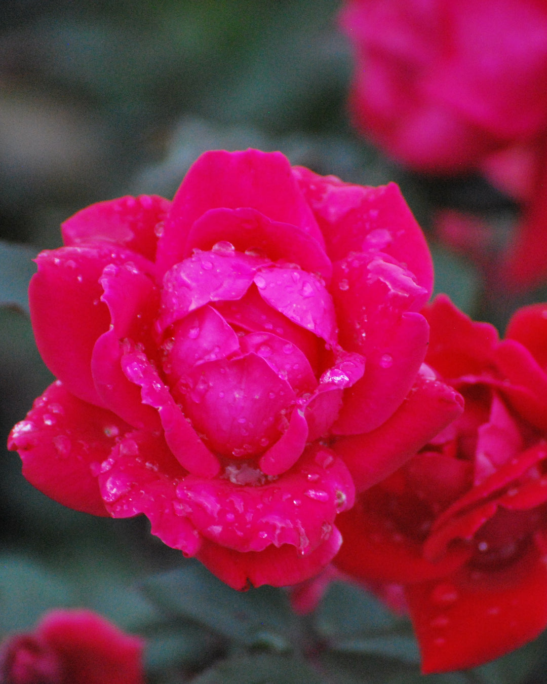 Rosa Red Double Knock Out®