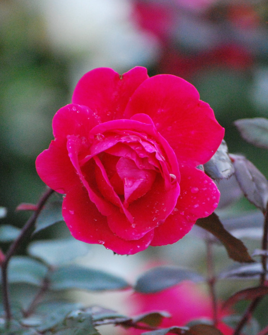 Rosa Red Double Knock Out®