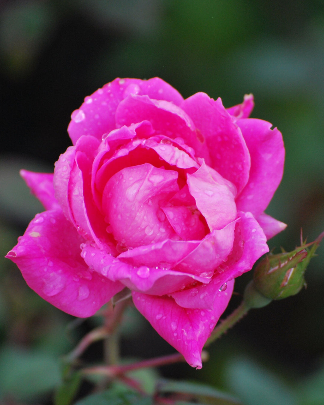 Rosa Pink Double Knock Out®