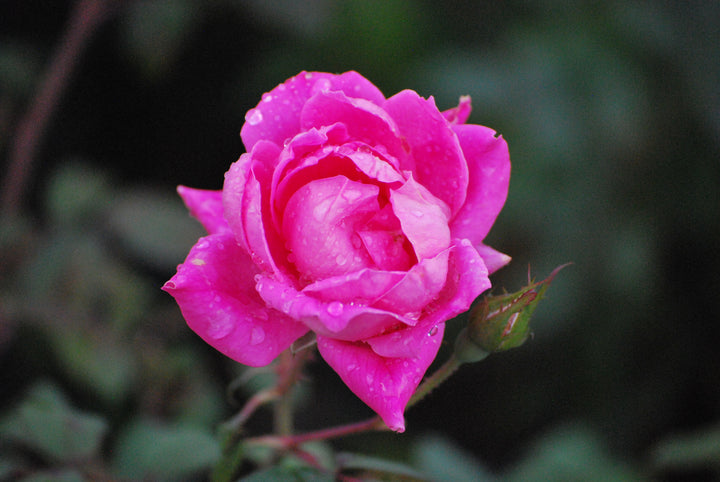 Rosa Pink Double Knock Out®