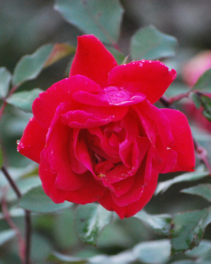 Rosa Red Double Knock Out®