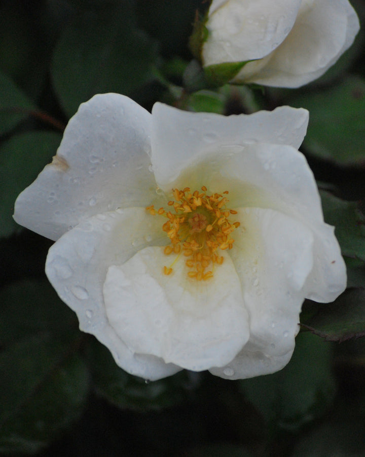 Rosa White Knock Out®
