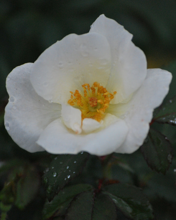 Rosa White Knock Out®