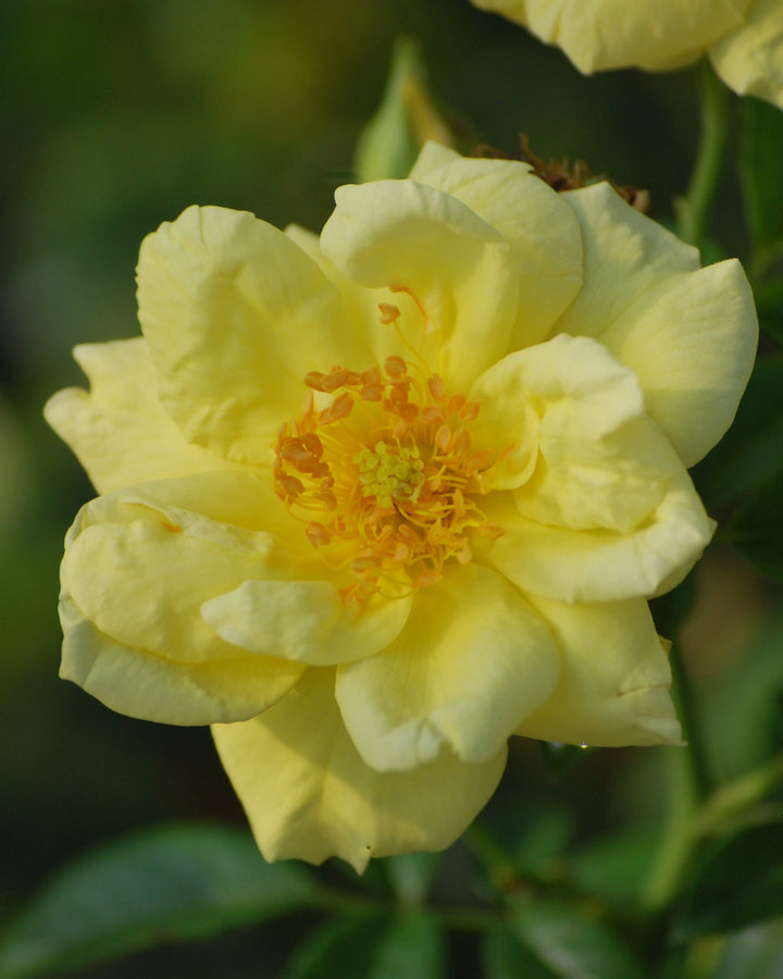 Rosa Flower Carpet® Yellow (Groundcover Rose)