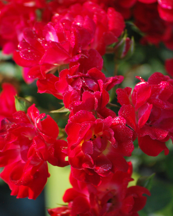 Rosa Red Drift ®