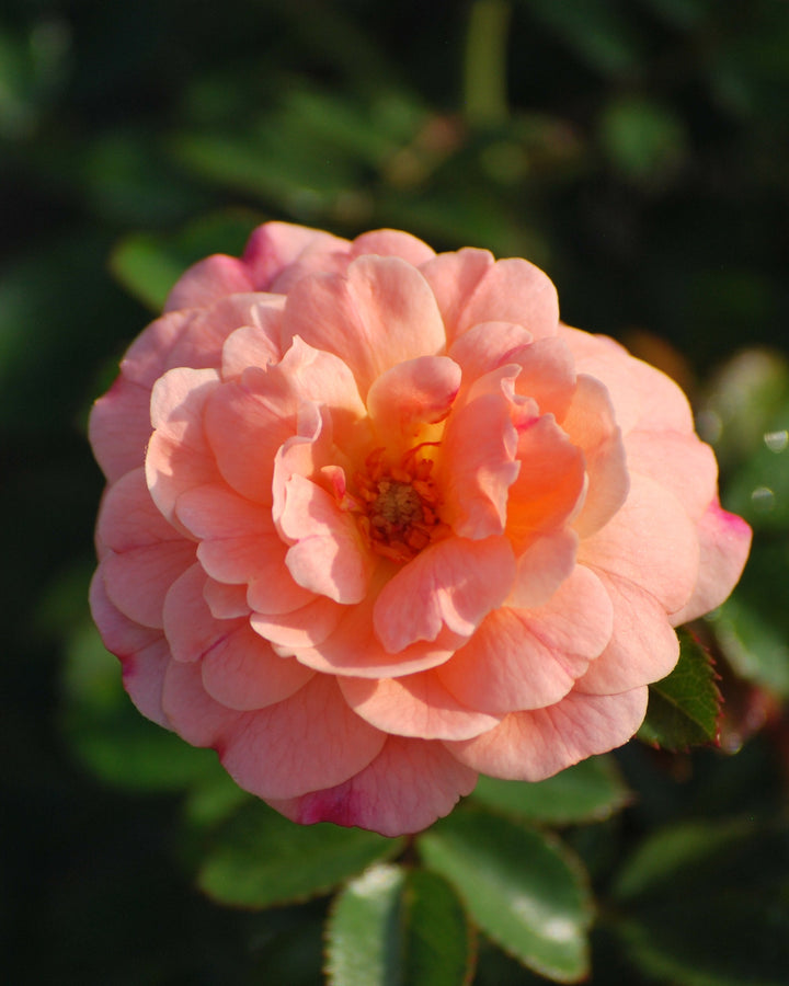 Rosa Apricot Drift®