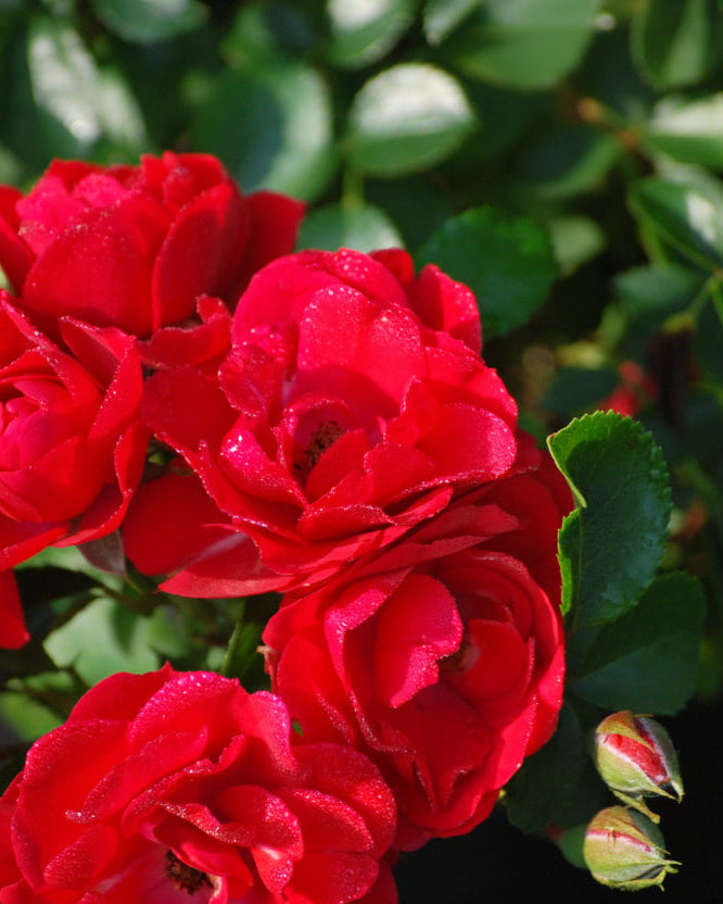Rosa Flower Carpet® Scarlet (Groundcover Rose)
