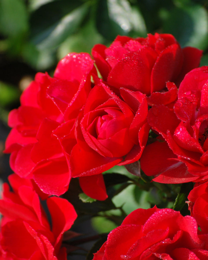 Rosa Flower Carpet® Scarlet (Groundcover Rose)