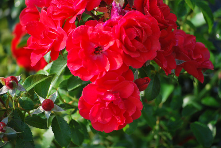 Rosa Flower Carpet® Scarlet (Groundcover Rose)