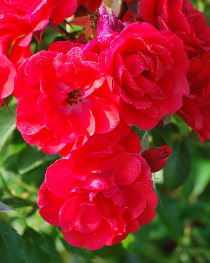 Rosa Flower Carpet® Scarlet (Groundcover Rose)