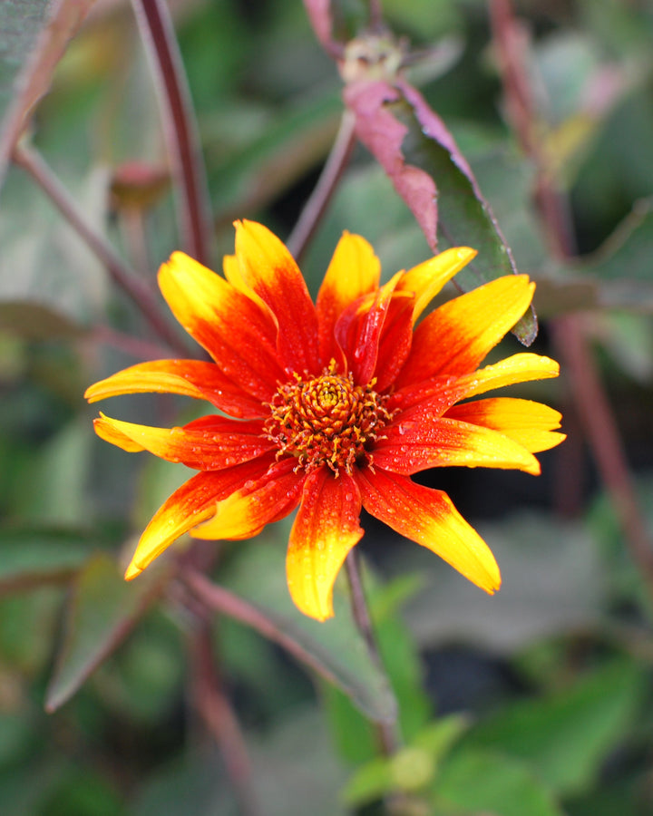Heliopsis helianthoides var. scabra 'Burning Hearts' (False Sunflower)
