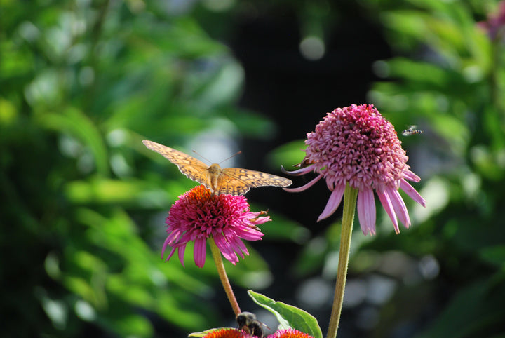 Echinacea x purpurea 'Butterfly Kisses' (Coneflower)