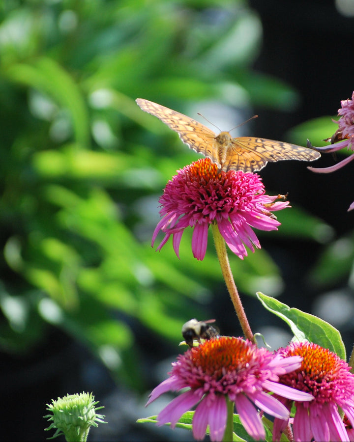 Echinacea x purpurea 'Butterfly Kisses' (Coneflower)