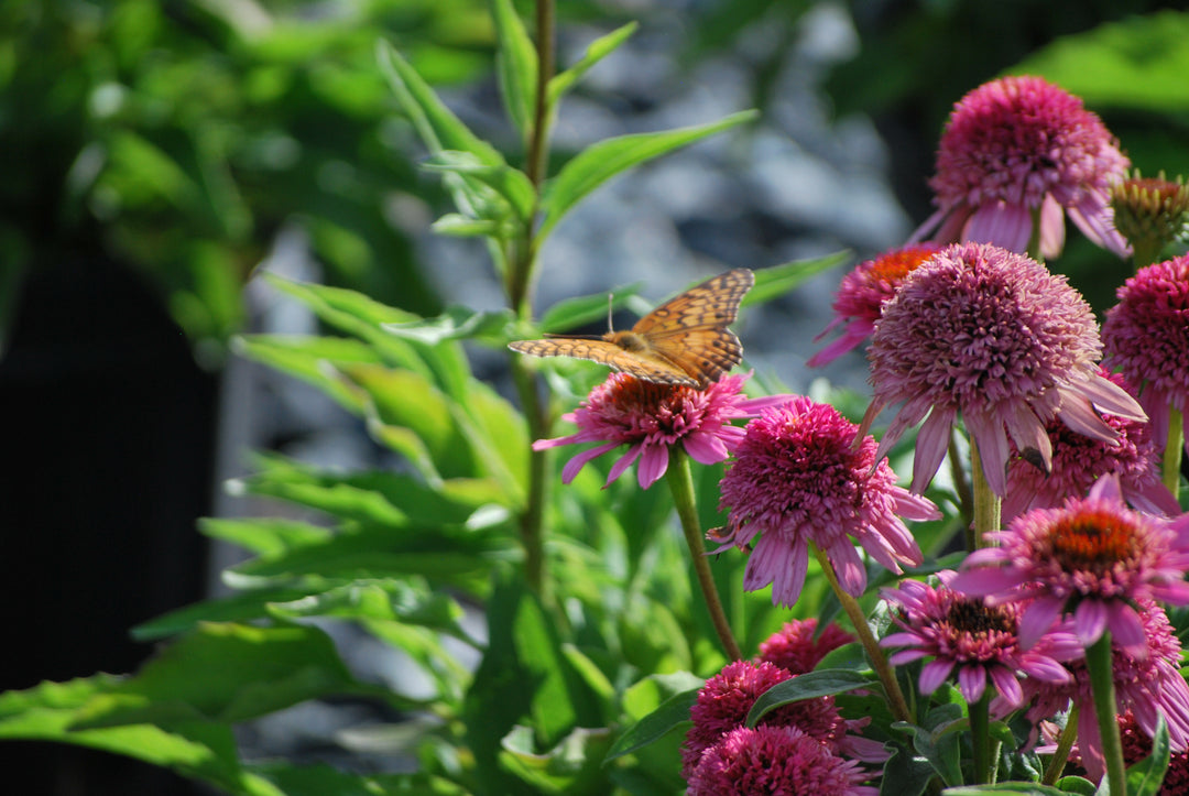 Echinacea x purpurea 'Butterfly Kisses' (Coneflower)