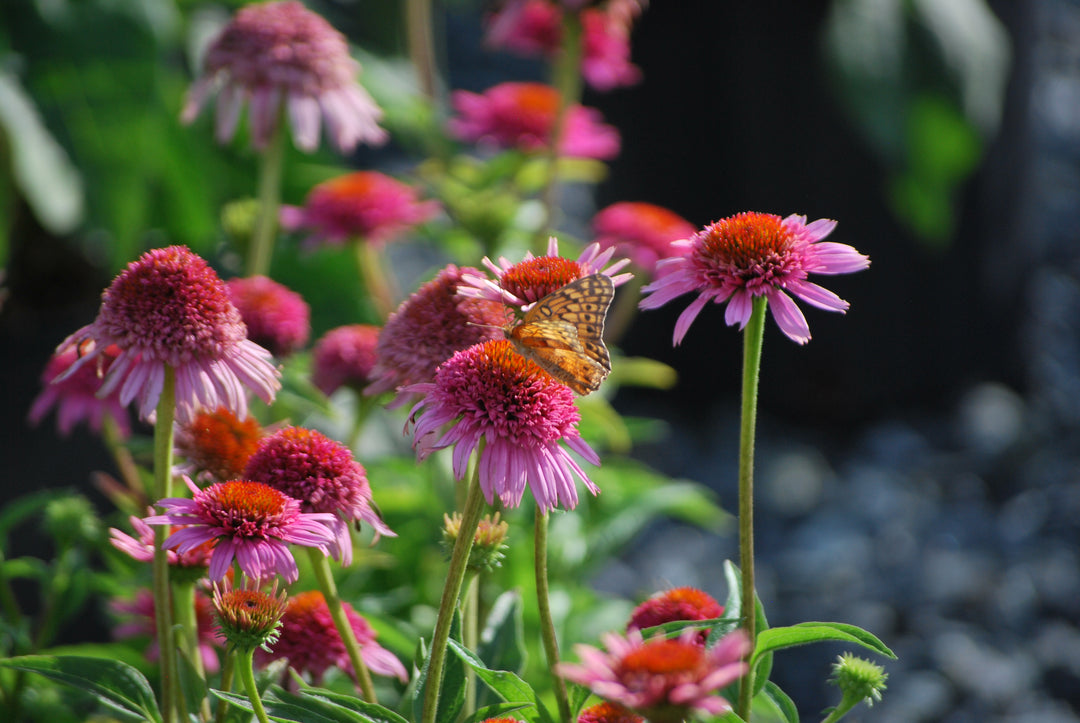 Echinacea x purpurea 'Butterfly Kisses' (Coneflower)