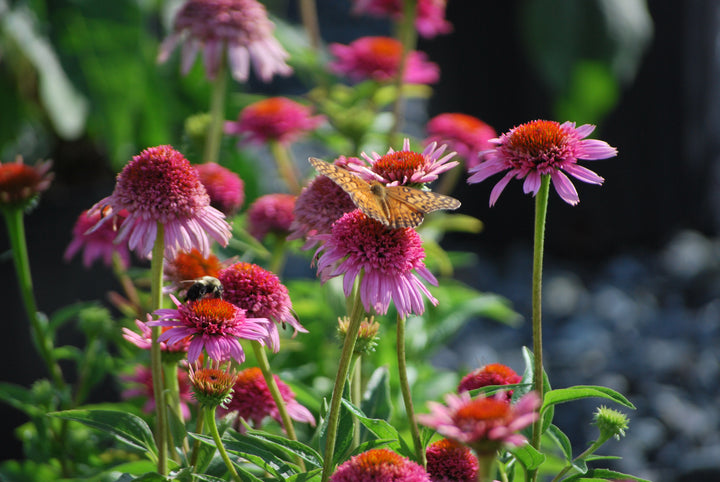 Echinacea x purpurea 'Butterfly Kisses' (Coneflower)