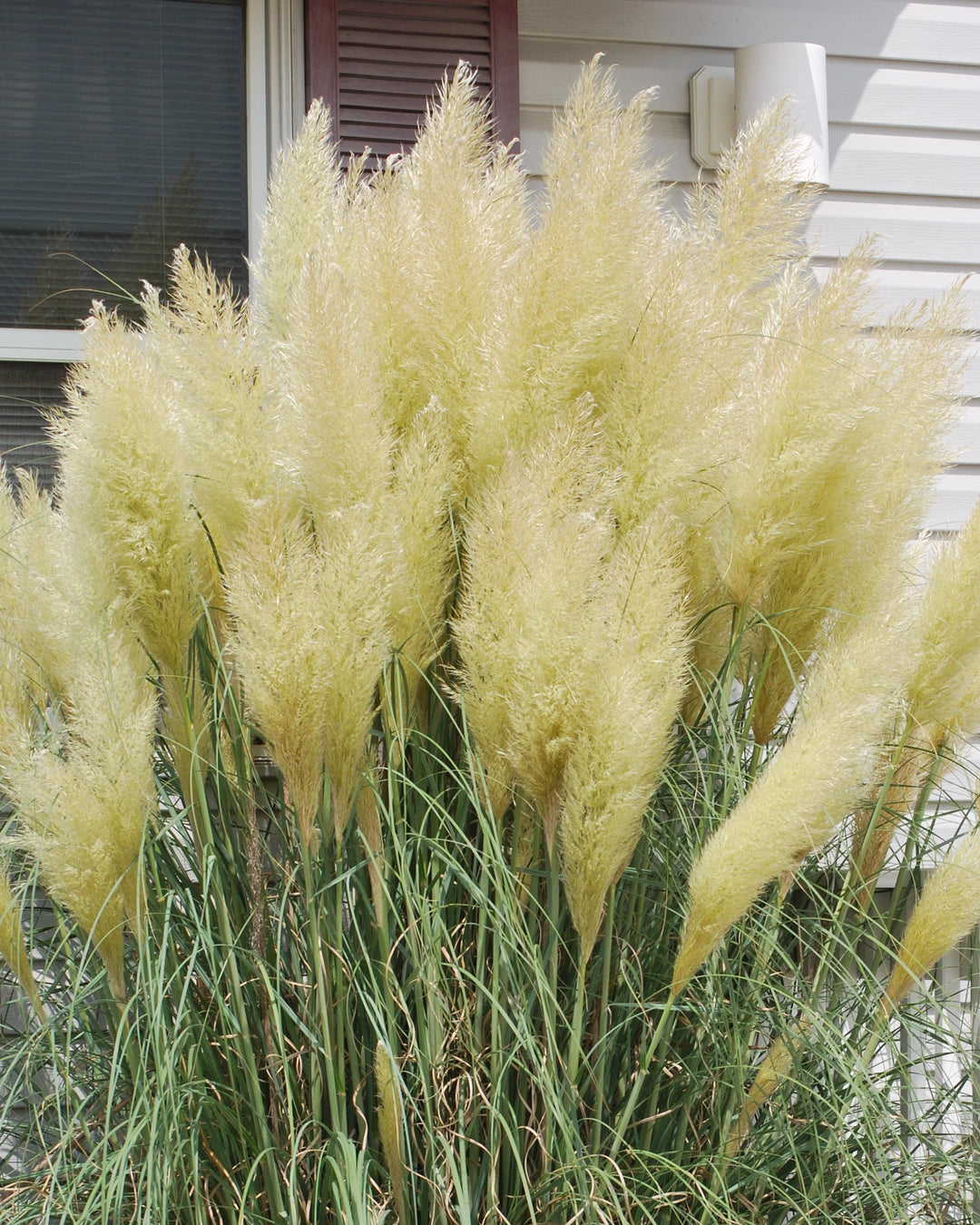 Cortaderia s. 'Andes Silver' (Pampas Grass)