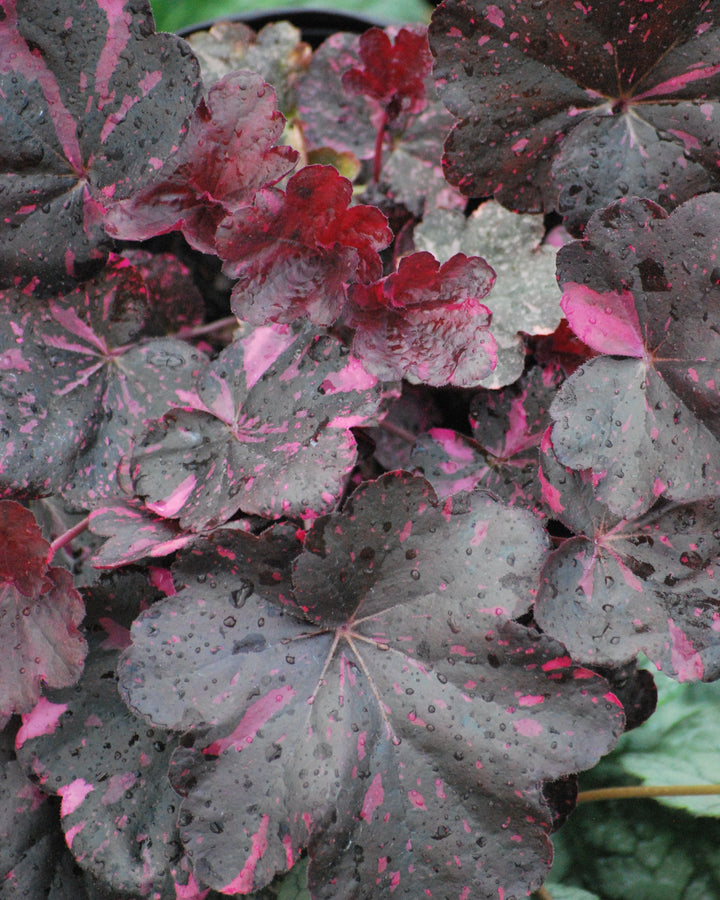 Heuchera x 'Midnight Rose' (Coral Bells)