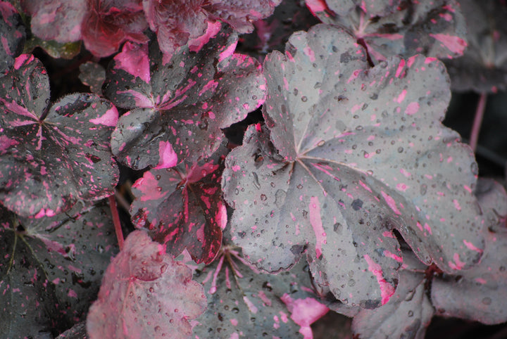 Heuchera x 'Midnight Rose' (Coral Bells)