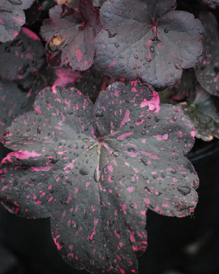 Heuchera x 'Midnight Rose' (Coral Bells)