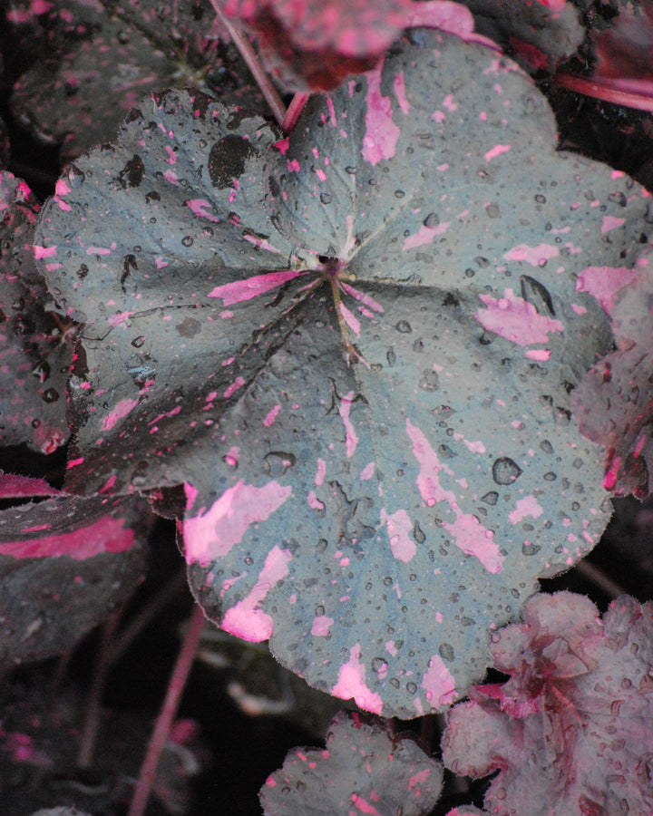 Heuchera x 'Midnight Rose' (Coral Bells)