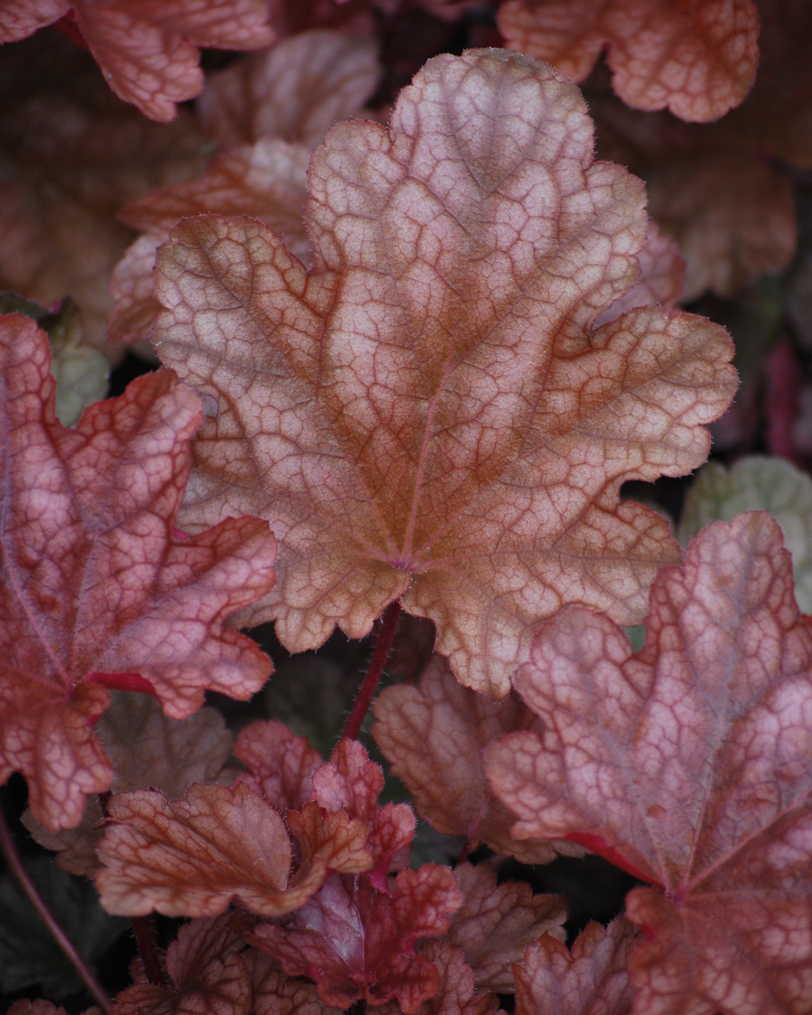 Perennial Farm Marketplace Heuchera americana - Thumbnail 3