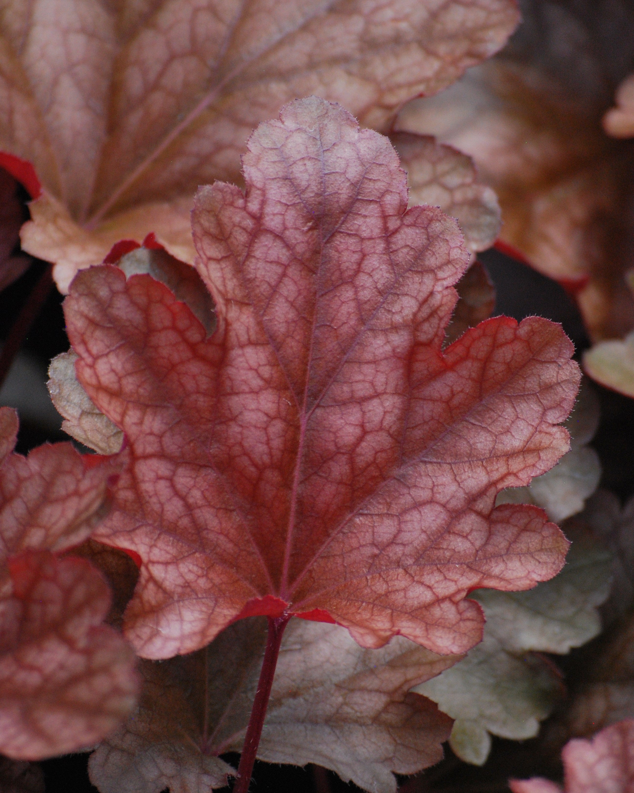 Perennial Farm Marketplace Heuchera americana