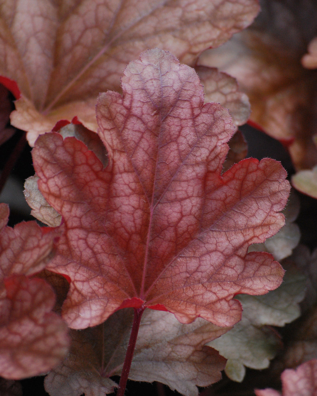 Heuchera x 'Peach Flambe' (Coral Bells)