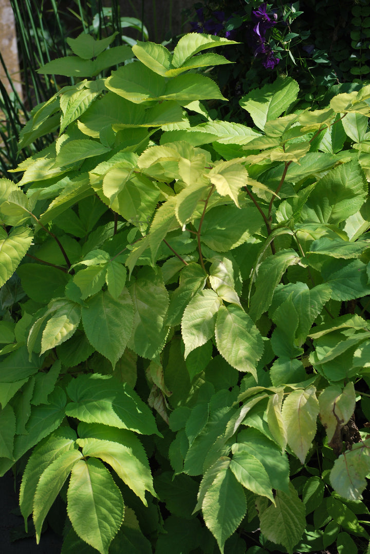 Aralia cordata 'Sun King' (Japanese Spikenard)