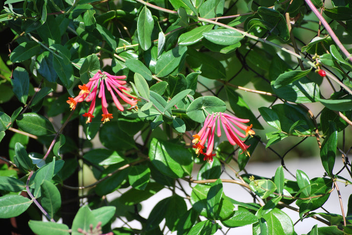 Lonicera s. 'Major Wheeler' (Coral Honeysuckle)