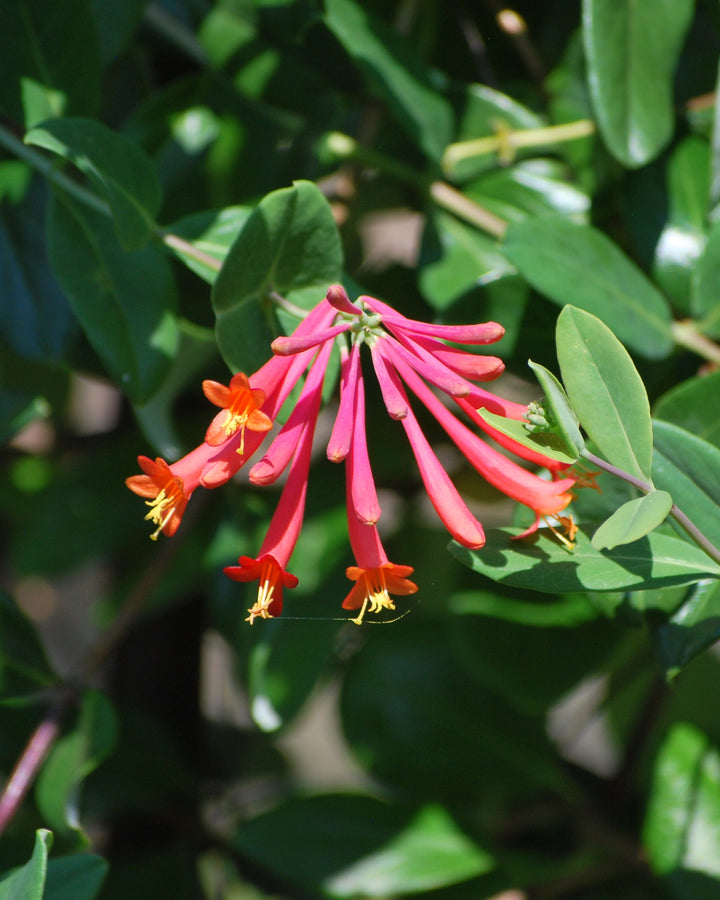 Lonicera s. 'Major Wheeler' (Coral Honeysuckle)