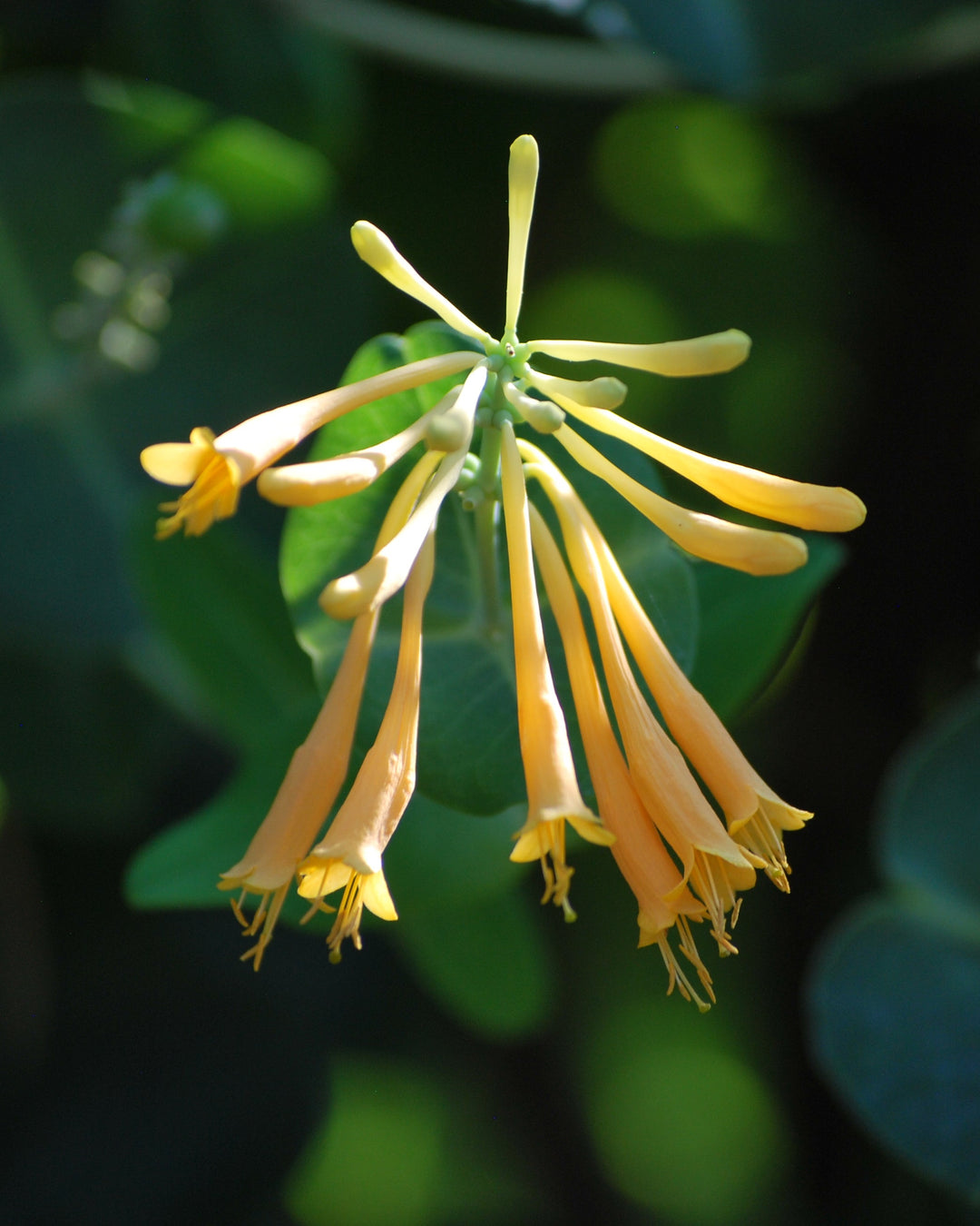 Lonicera s. 'John Clayton' (Yellow Honeysuckle)