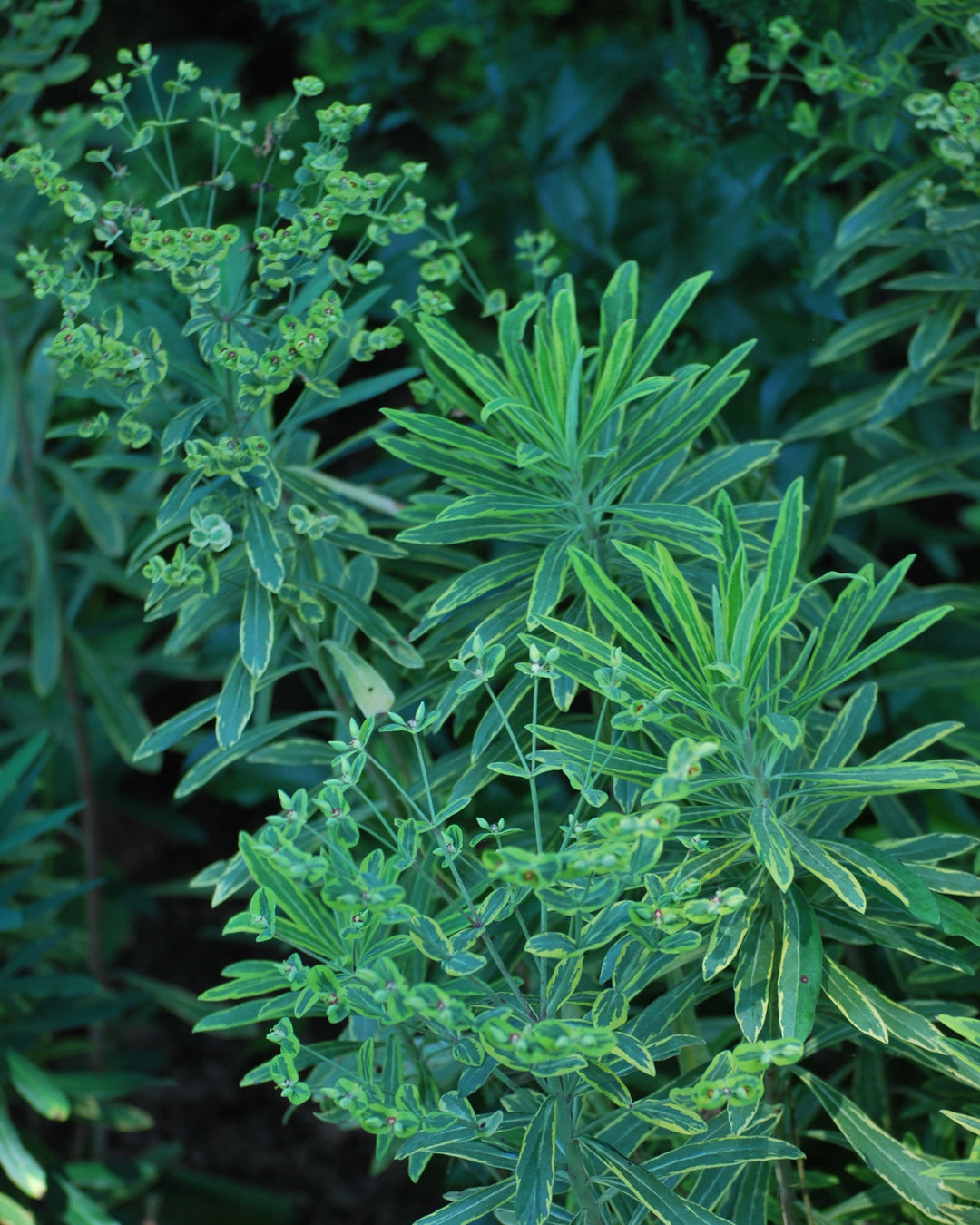 Euphorbia x martinii 'Ascot Rainbow' (Spurge)