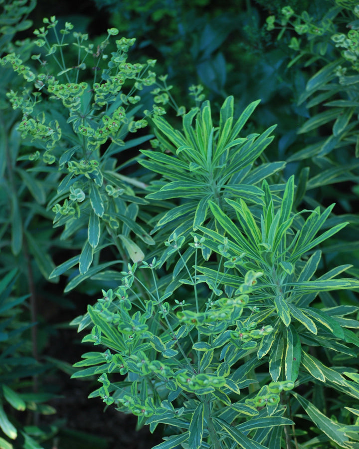 Euphorbia x martinii 'Ascot Rainbow' (Spurge)