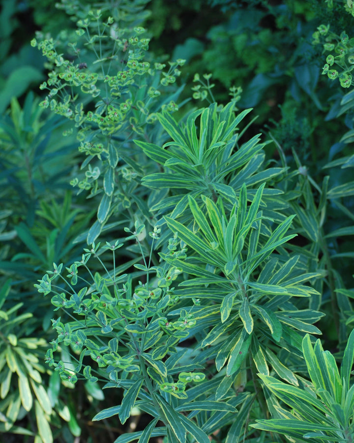 Euphorbia x martinii 'Ascot Rainbow' (Spurge)