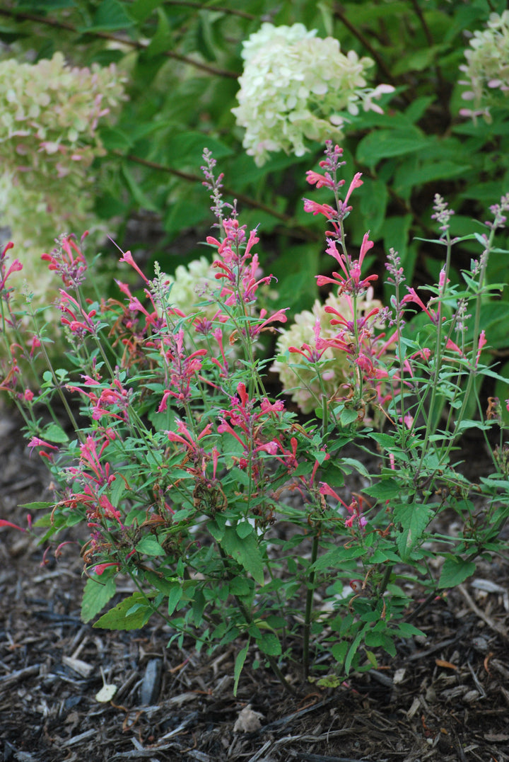 Agastache x Kudos™ Coral (Dwarf Hummingbird Mint)