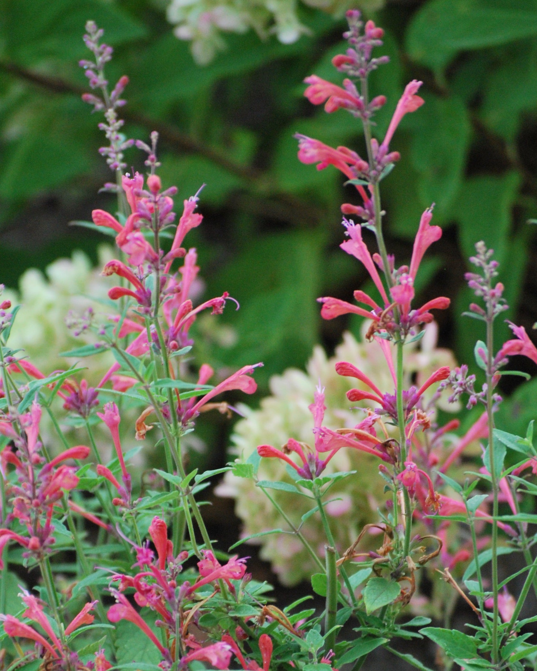 Agastache x Kudos™ Coral (Dwarf Hummingbird Mint) – Perennial Farm