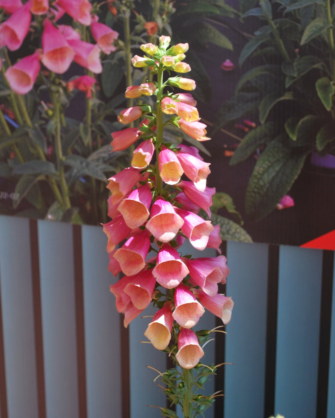 arctic fox rose foxglove seeds Digitalis x Arctic Fox™ Rose (Foxglove)