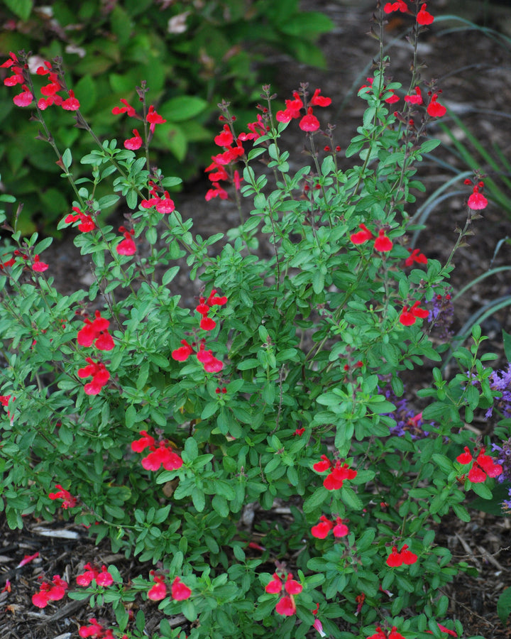Salvia greggii Arctic Blaze® Red (Autumn Sage)