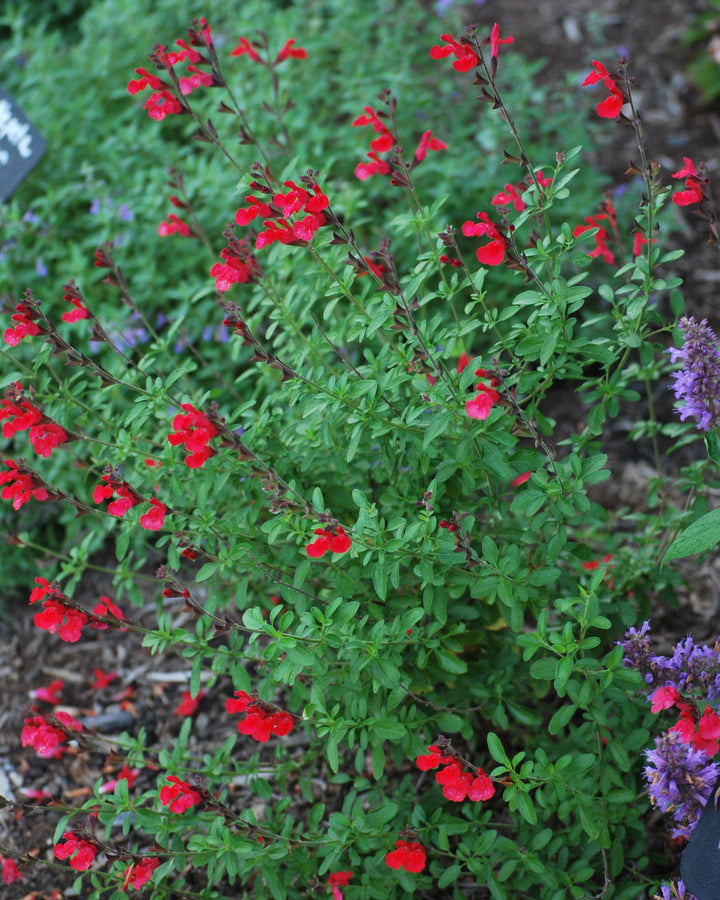Salvia greggii Arctic Blaze® Red (Autumn Sage)