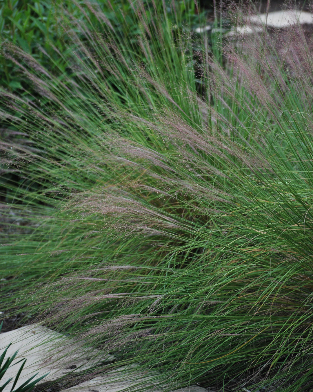 Muhlenbergia capillaris (Pink Muhly Grass)