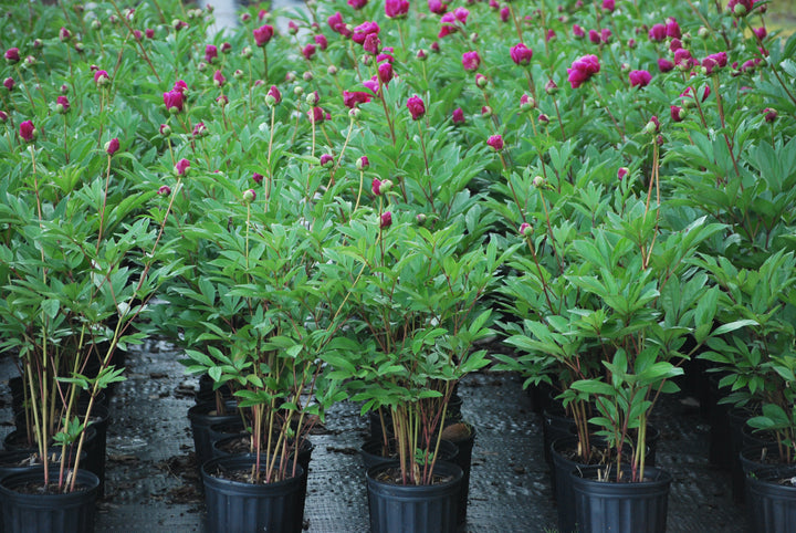 Paeonia lactiflora 'Victoire de la Marne' (Garden Peony)